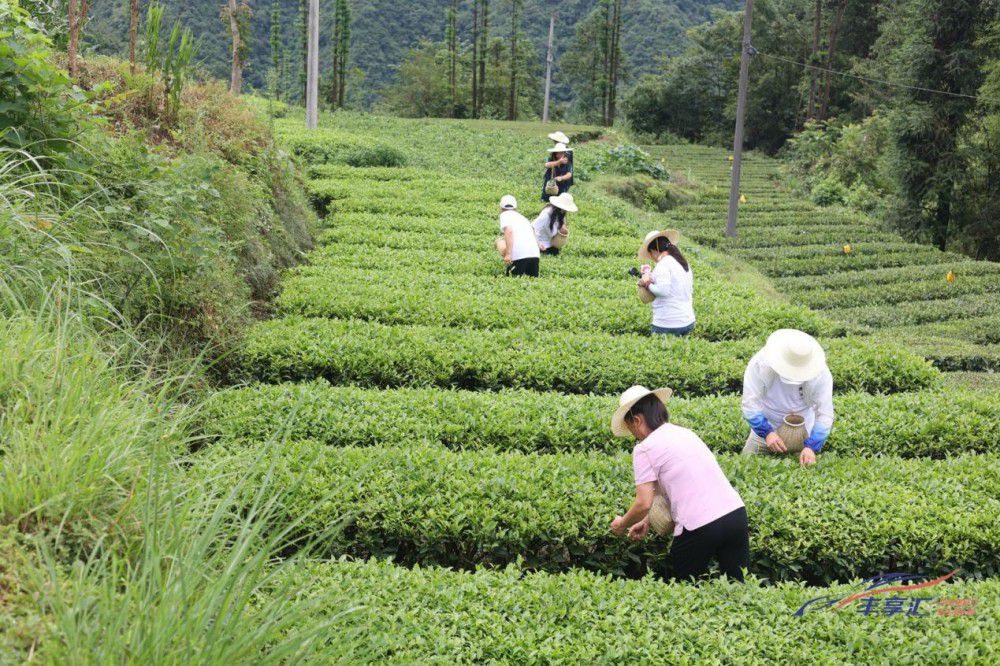 一汽豐田豐享匯豐收計(jì)劃·五峰助農(nóng)之旅啟幕 一汽豐田豐享匯豐收計(jì)劃·五峰助農(nóng)之旅啟幕